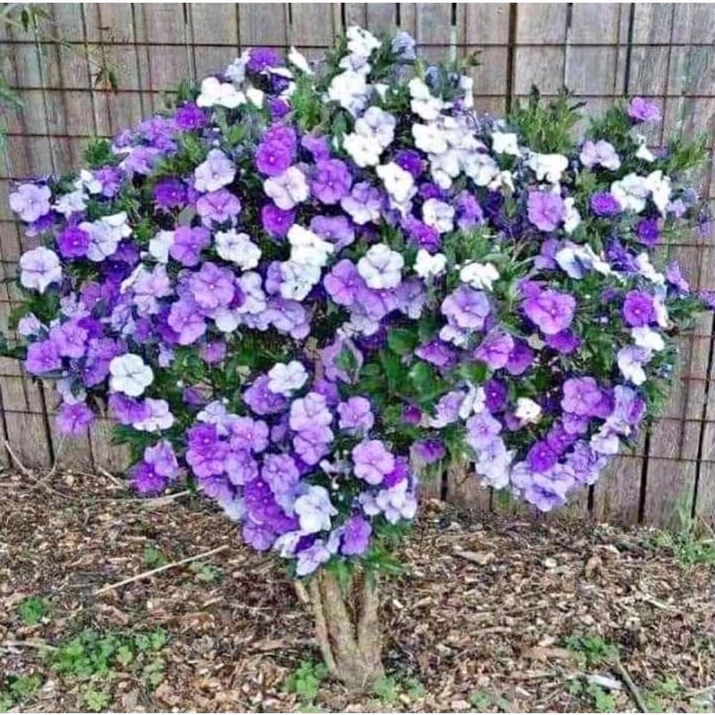 hoa nhài nhật(cây giống )