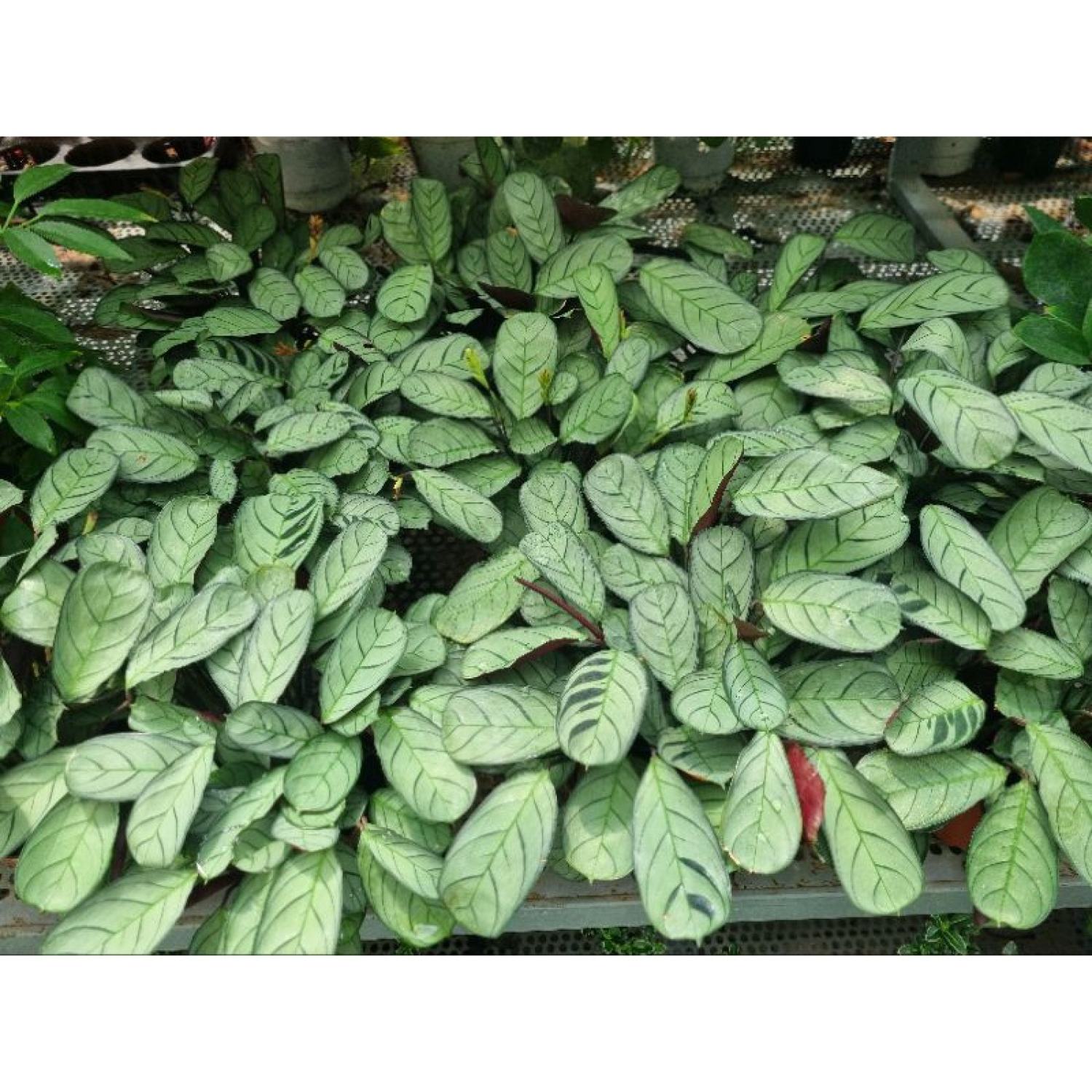 chậu cây đuôi công  Calathea musaica