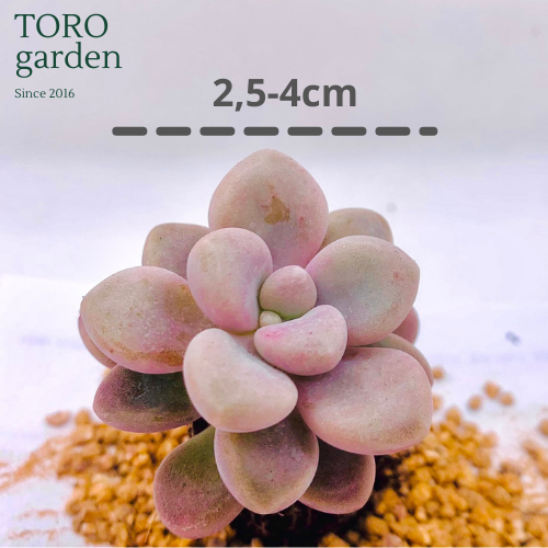 SEN ĐÁ SỎI HƯỜNG SIZE MINI LỖI 1 ĐỔI 1