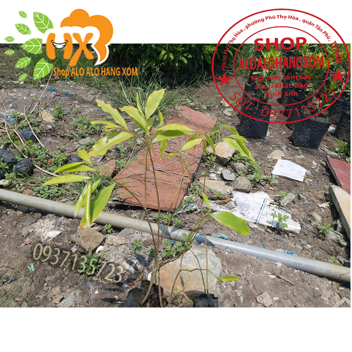 [HCM]combo 5 cây trầm hương ( cây giống )