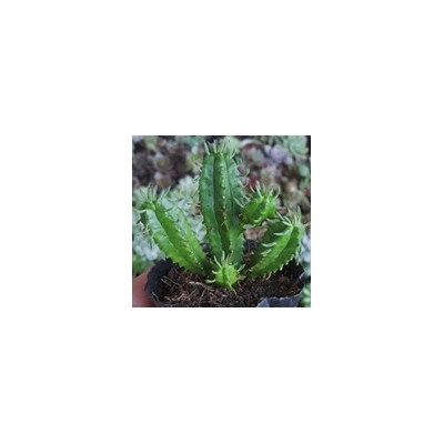 xương rồng mũ trôm