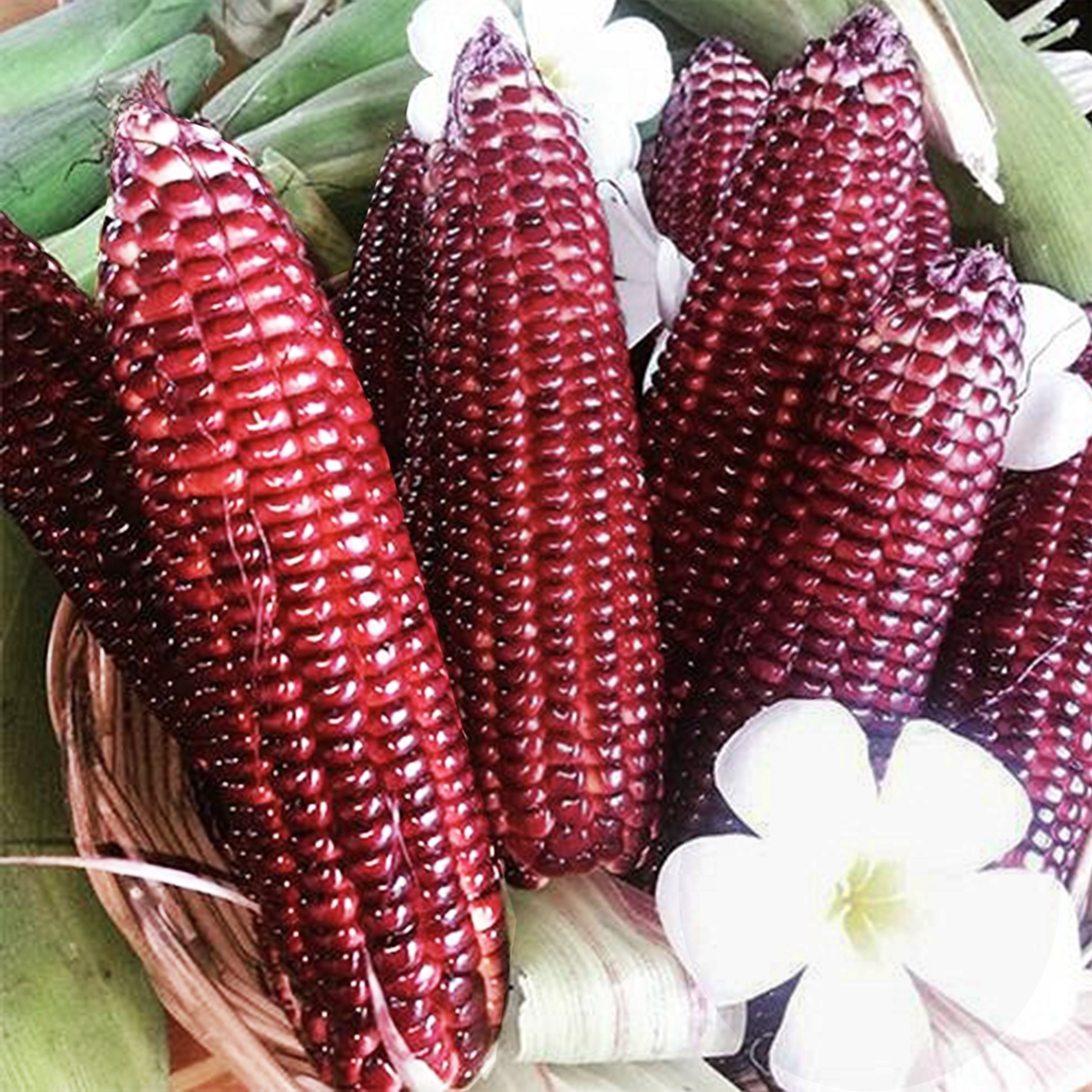Hạt giống bắp ngọt Nữ Hoàng Đỏ Nova 50 hạt