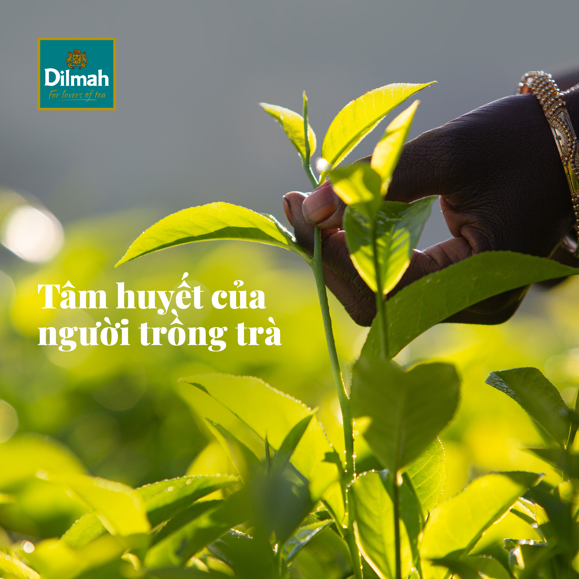Trà Dilmah Earl Grey - Bá Tước 50g