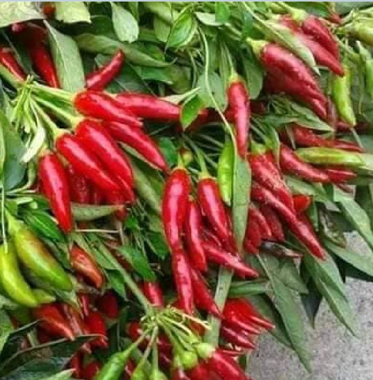 Hạt giống ớt chùm siêu cay Thái Lan - gói 0.5gram ( 95 hạt)
