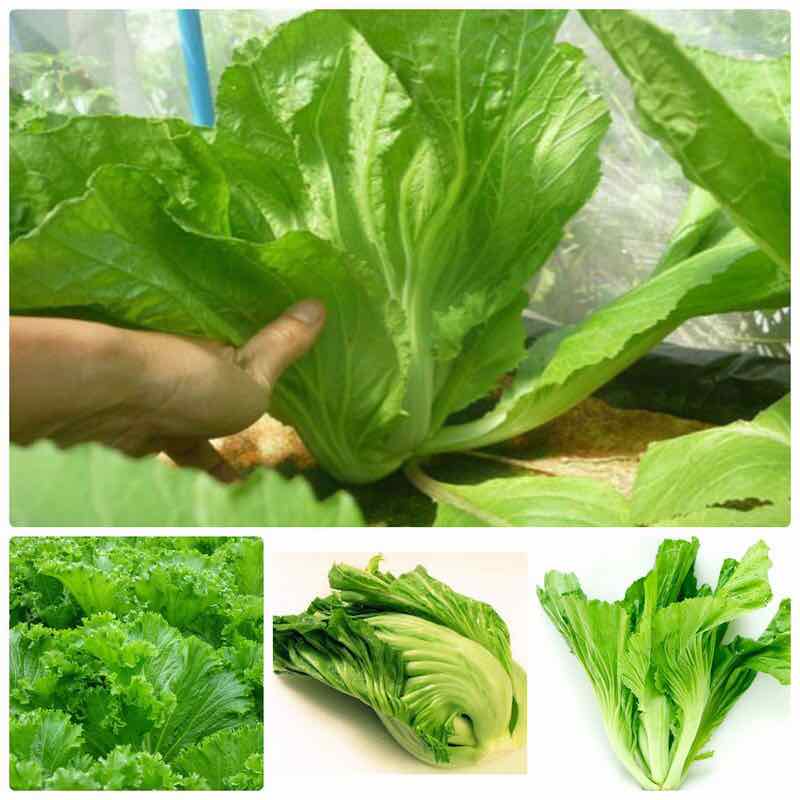 Hạt giống Cải Bẹ Dưa (Cải Bẹ Đông Dư) 10 gram.