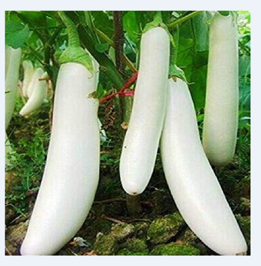 Hạt giống cà trắng dài lai  - gói 0,5gr