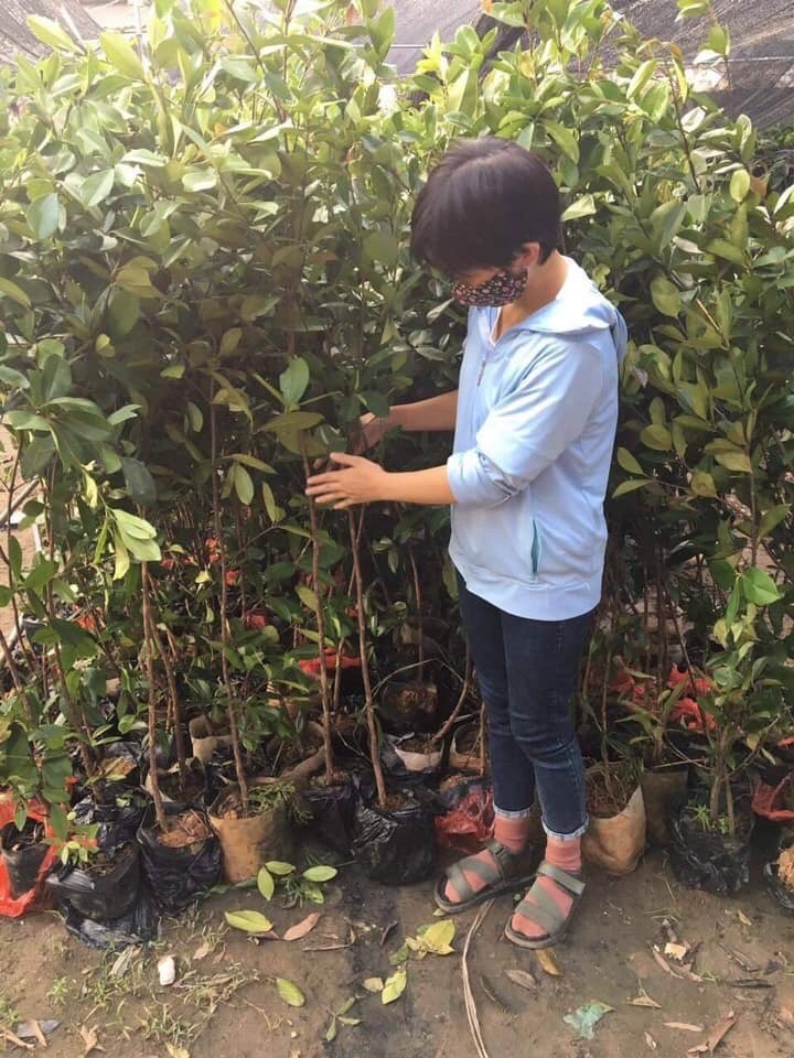Cây cherry brazil cao hơn 1m - FREE SHIP TỪ 50K