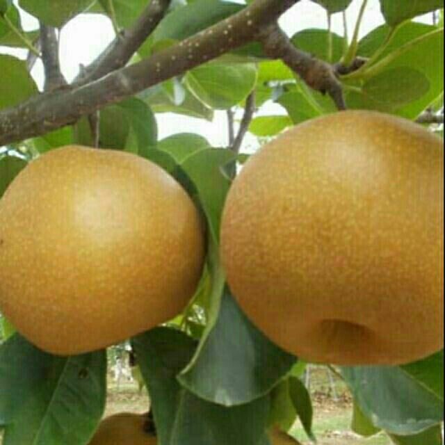 GIỐNG CÂY LÊ NÂU (SIÊU TRÁI) bảo hành