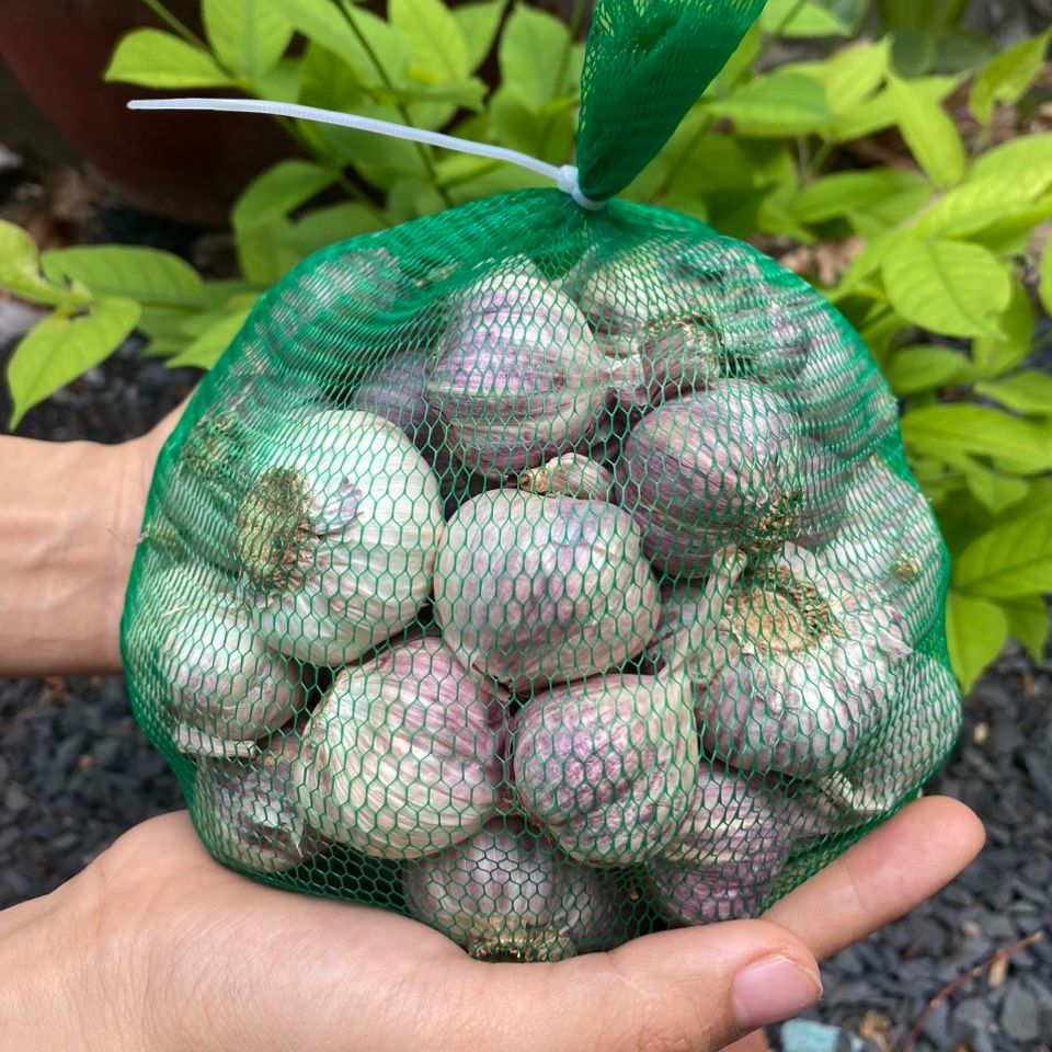 tỏi tím đà lạt củ to thơm ngon