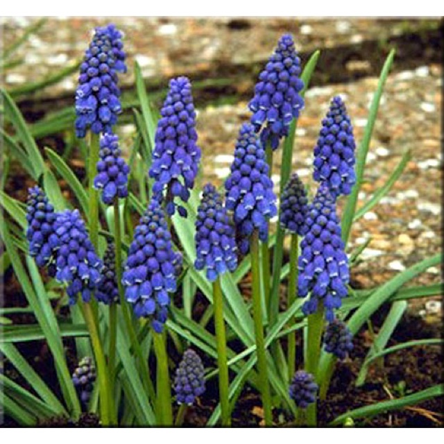 Củ Hoa Muscari