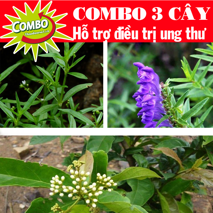 ComBo 3 Cây Hỗ Trợ Điều Trị Ung Thư ( Xạ Đen , bạch hoa xà, bán chi liên ) -3kg