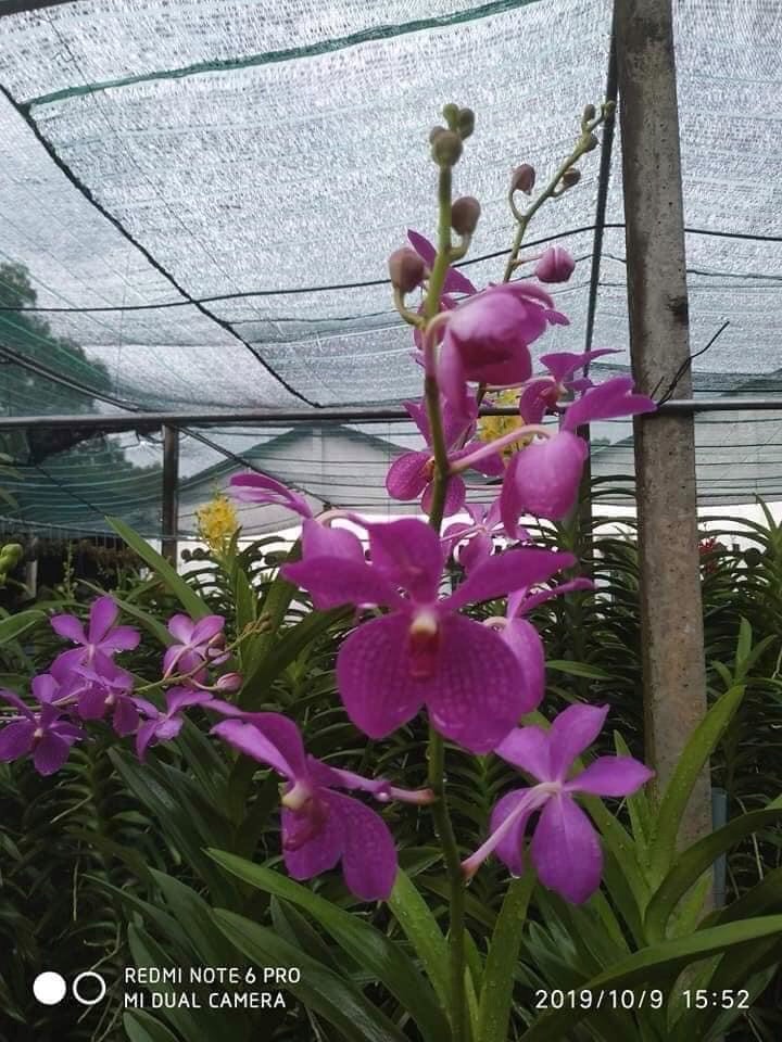 5 cây giống lan Mokara cao 15-20cm nhiều màu đỏ vàng tím hồng cam ngoài trời & sân vườn đồ dùng làm vườn cây cảnh hạt giống củ giống