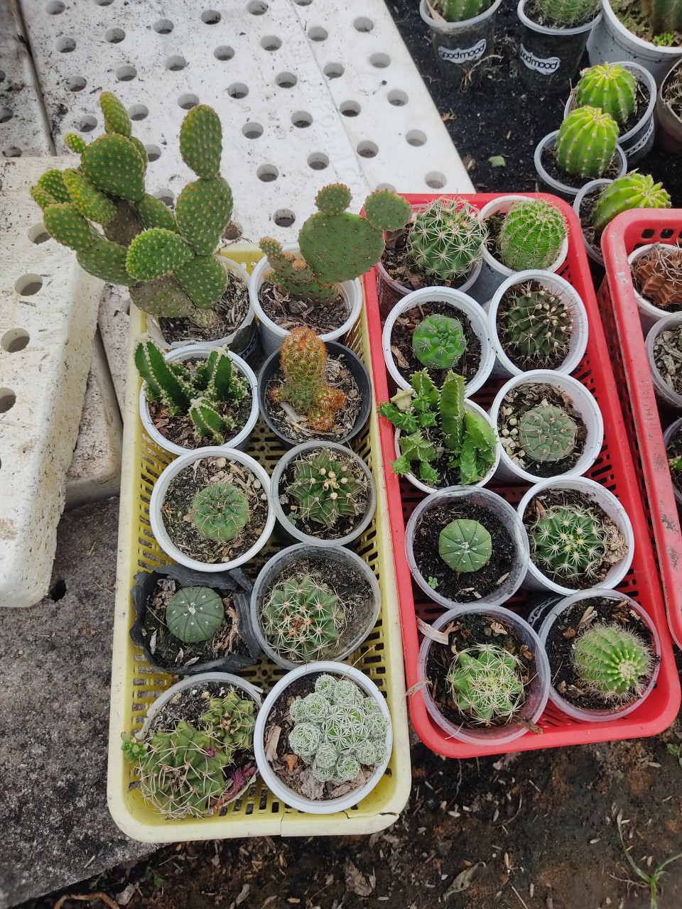 Combo 10 xương rồng đủ loại (10 loại) (size chậu 5 cm)