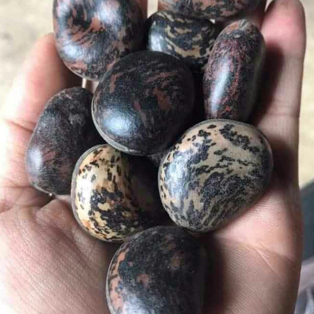 10 HẠT ĐẬU LÀO