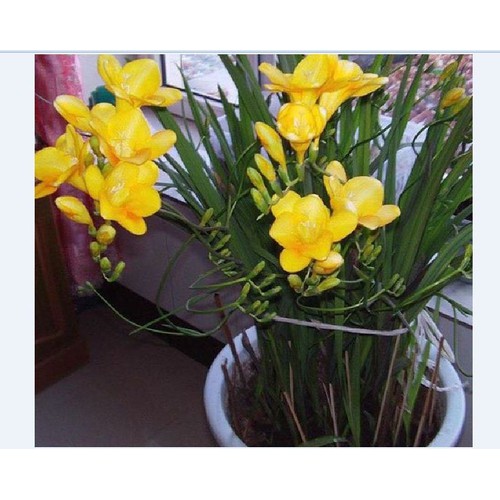 Củ giống hoa lan nam phi hoa màu vàng - 1 củ