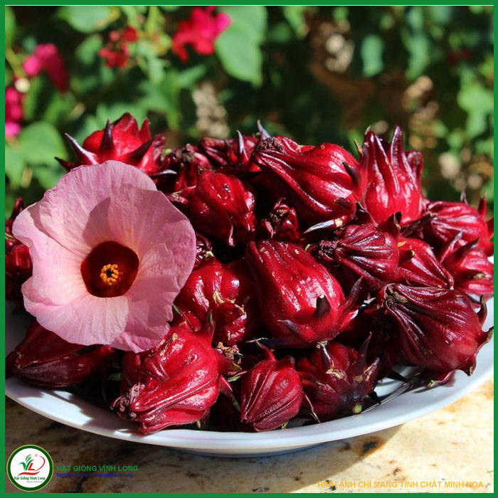 Hạt giống hoa Bụp giấm (Atiso đỏ) - 15 hạt