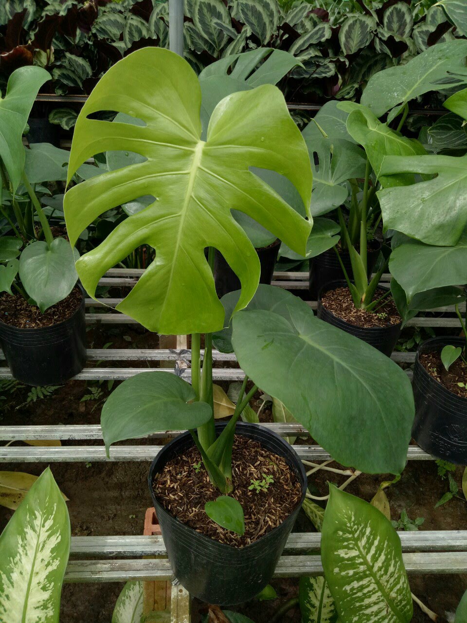 Trầu bà lá xẻ Monstera Deliciosa