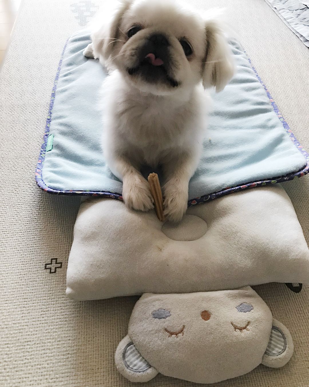 HCM] Thảm dành cho thú cưng mùa hè - DoggyMan