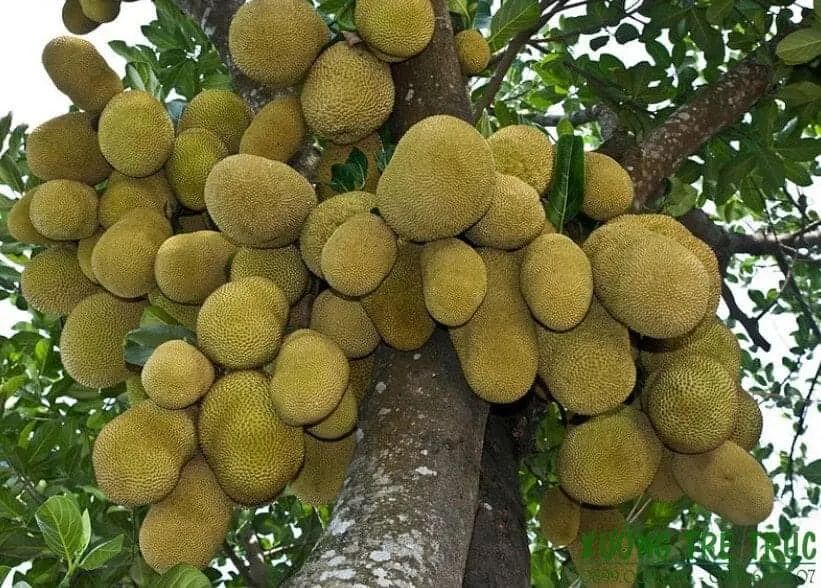 CÂY GIỐNG MÍT DAI TA MẬT ỐNG SIÊU QUẢ [ J&T Express ]
