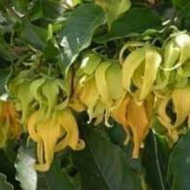 sản phẩm CÂY HOA DẺ