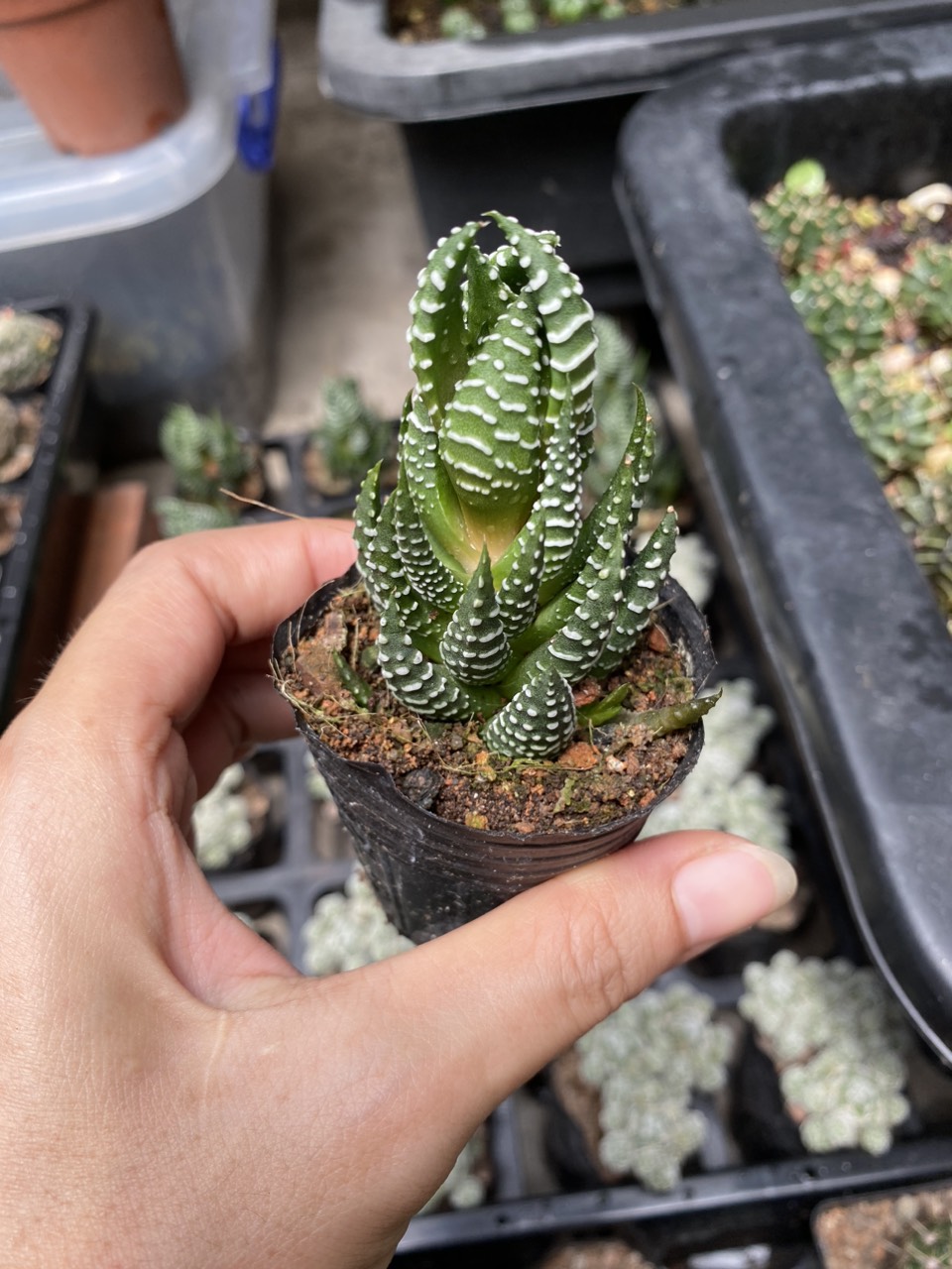Xương rồng móng rồng , móng cụp giá rẻ.