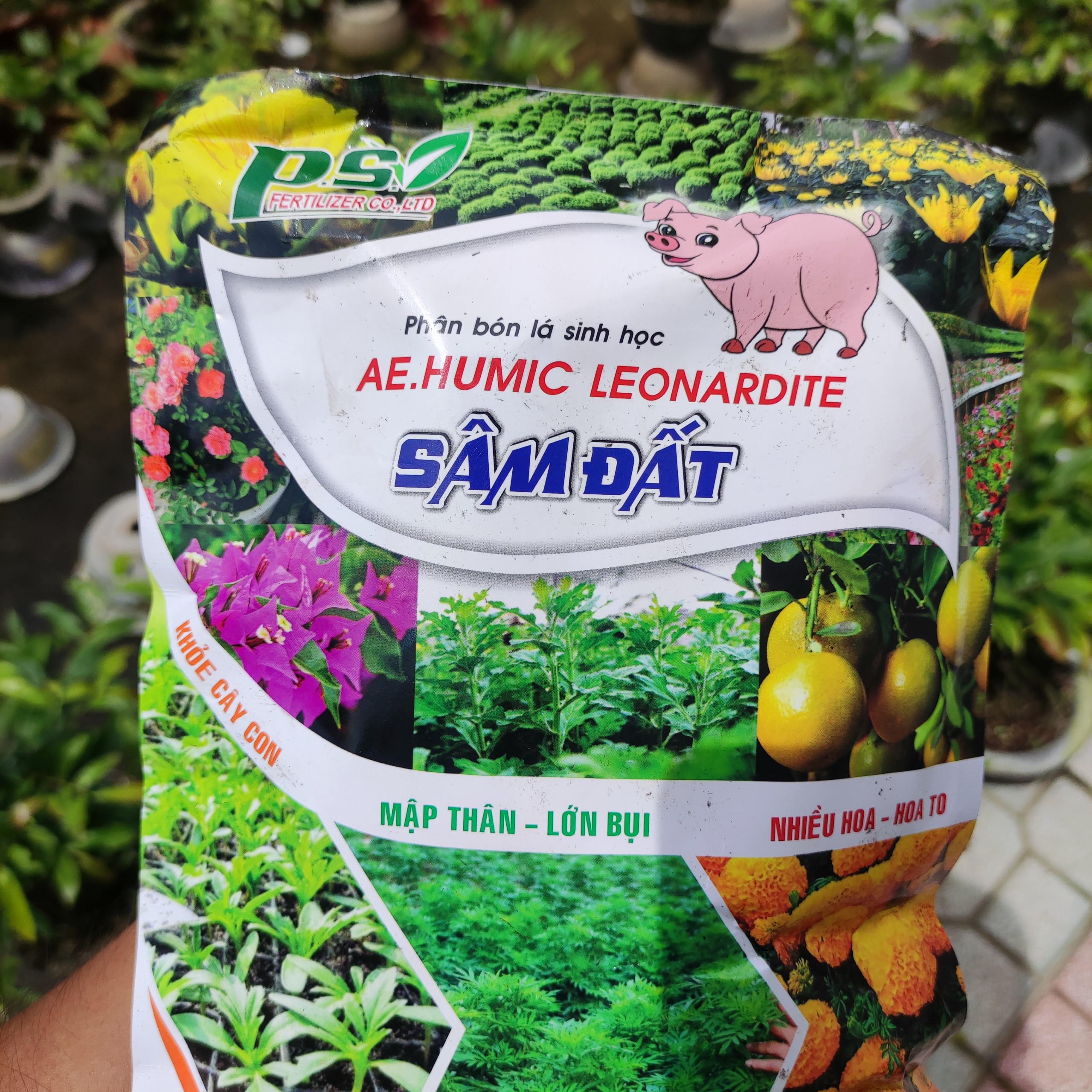 sâm đất humic con heo cho cây mai vàng