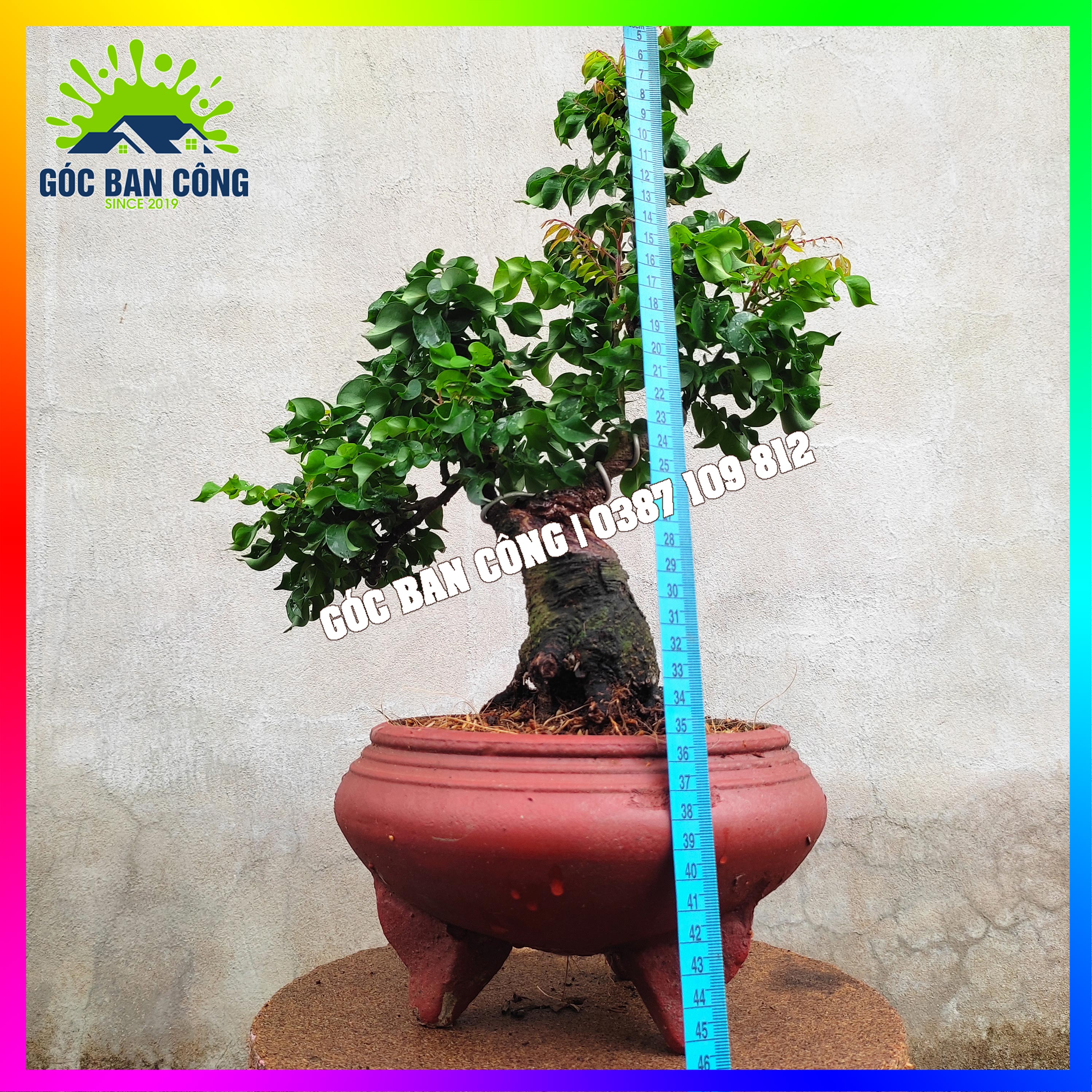 Cây Khế Bonsai Mini - KT01
