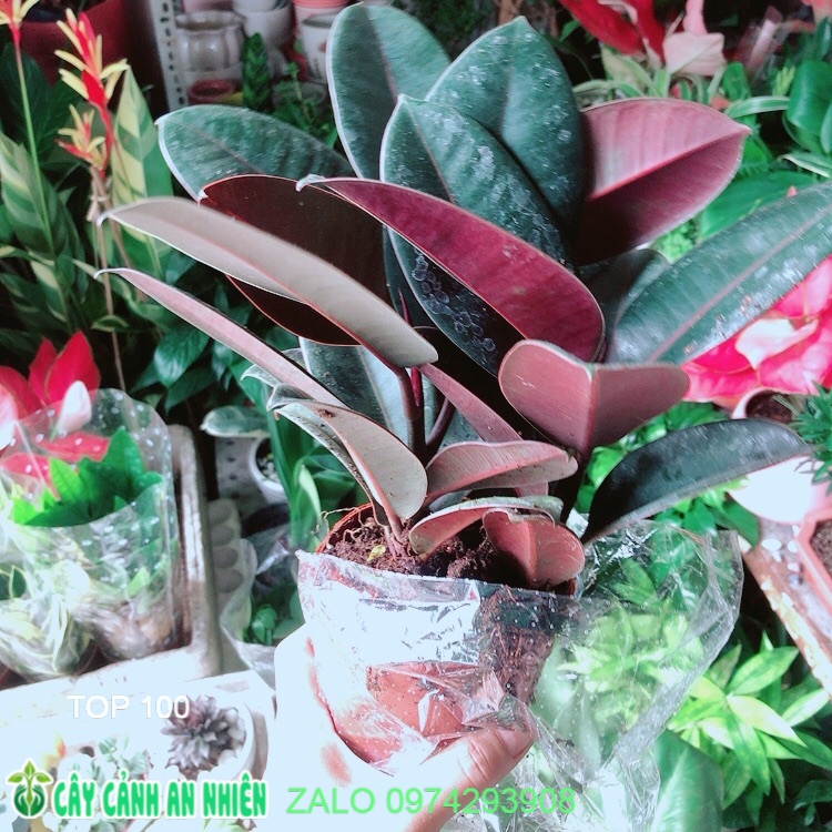 Cây búp đa đỏ