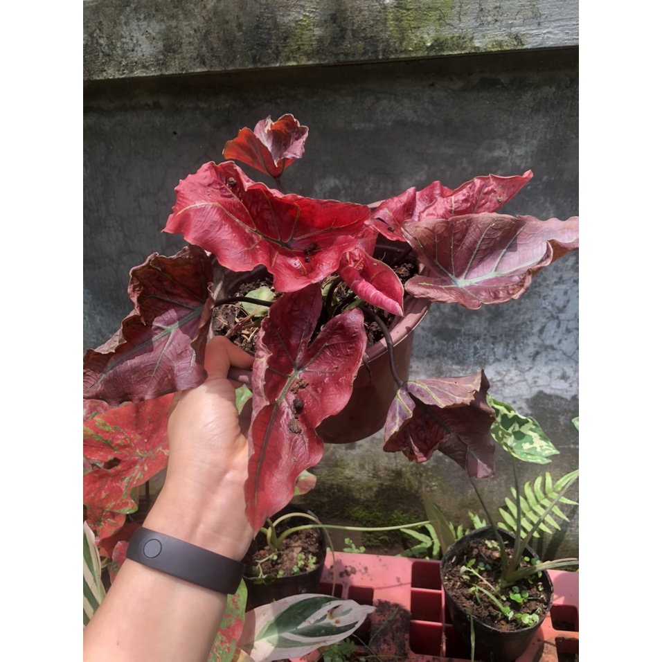 Cây Kiếng lá môn Danasty size to