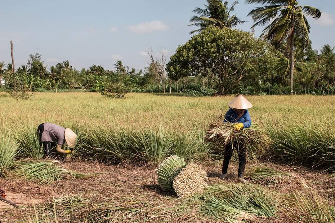 Tinh Dầu Sả Nguyên Chất
