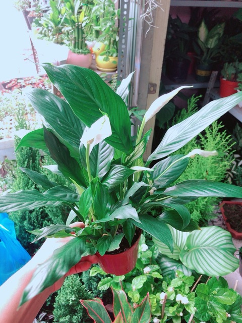 Chậu Cây Lan Ý Thuỷ Sinh (có kèm chậu thuỷ tinh)
