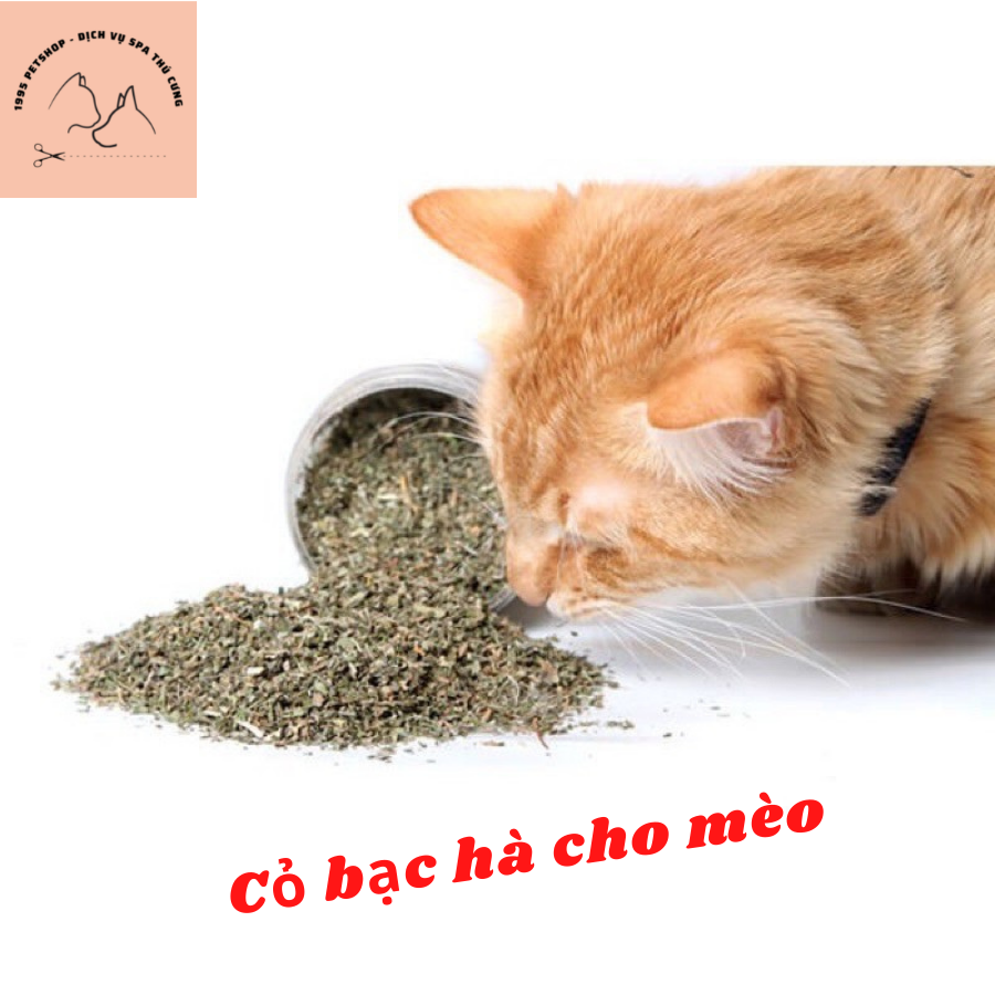 Cỏ bạc hà, cỏ mèo - Catnip ống 10g