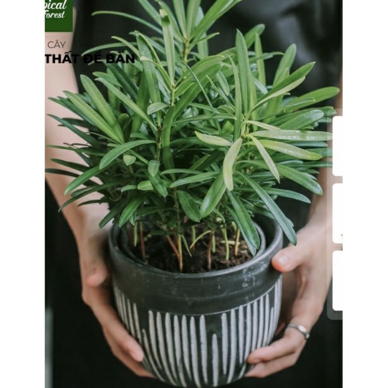 ♤♤ Cây giống tùng la hán - vạn niên