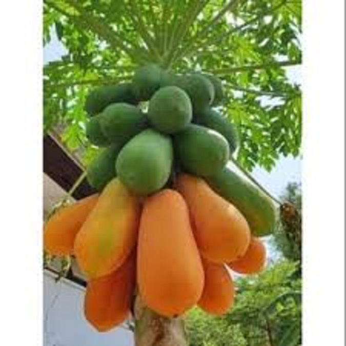 Hạt gi.ống đu đủ lùn thái lan dể trồng-gói 10 hạt