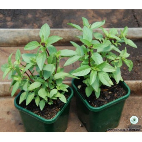 Hạt Giống Húng Quế - 1 gói 2gr