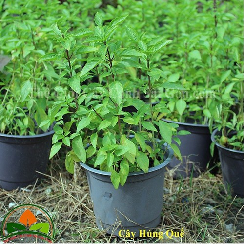 Cây rau húng quế , cây rau húng quế-bầu cây giống