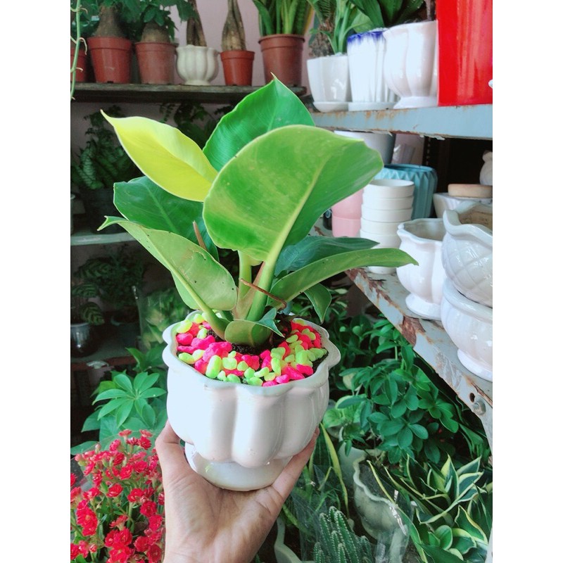 [HCM]Chậu Trầu Bà Đế Vương Phong Thuỷ Để Bàn
