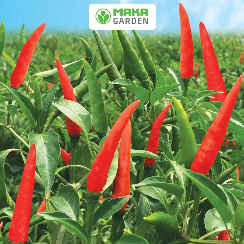 Hạt giống ớt chỉ thiên lai f1 rado 799 - gói 0,1gr - dễ trồng, kháng sâu bệnh tốt