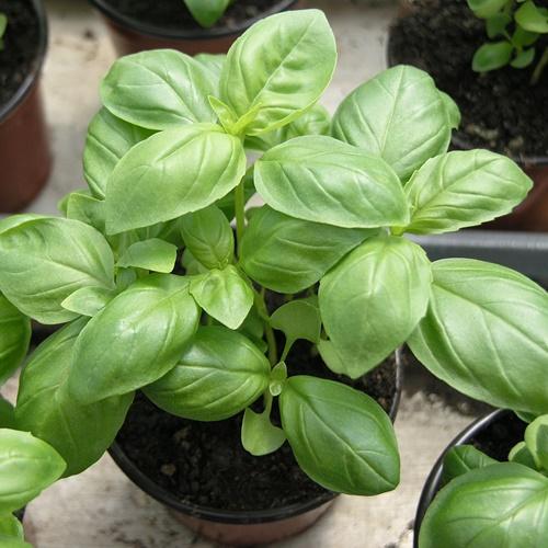 Hạt Giống Rau Húng Tây F1. Túi 1 Gram - Chất Lượng Cao - Giá Khuyến Mại - Kèm Quà Tặng