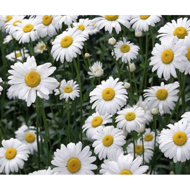 100H Hạt Giống Hoa Cúc Chi Trắng- 60Cm Shasta (Chrysanthemum)