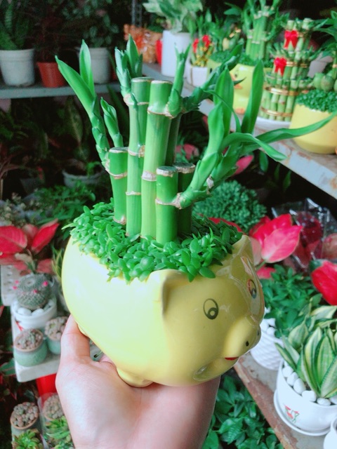 Chậu Trúc Phát Tài Heo May Mắn (được chọn màu)