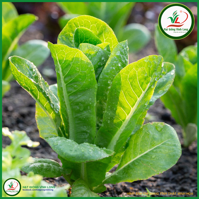 Hạt giống Xà lách Romaine - 2g