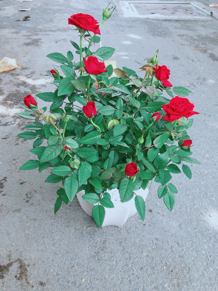Chậu Hoa Hồng Có Sẵn Hoa