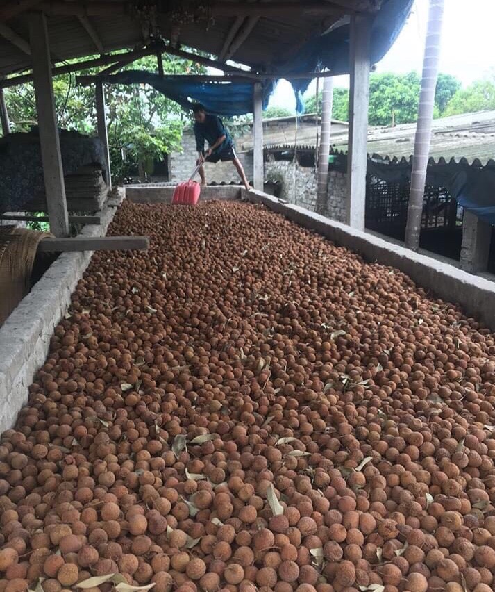 Vải thiều thanh Hà sấy khô loại chọn lọc