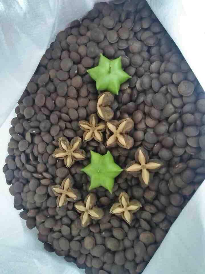 500gr hạt sachi ( đã rang chín)