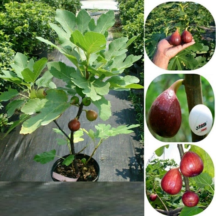 cây sung mỹ, dinh dưỡng cao, cây mập khỏe