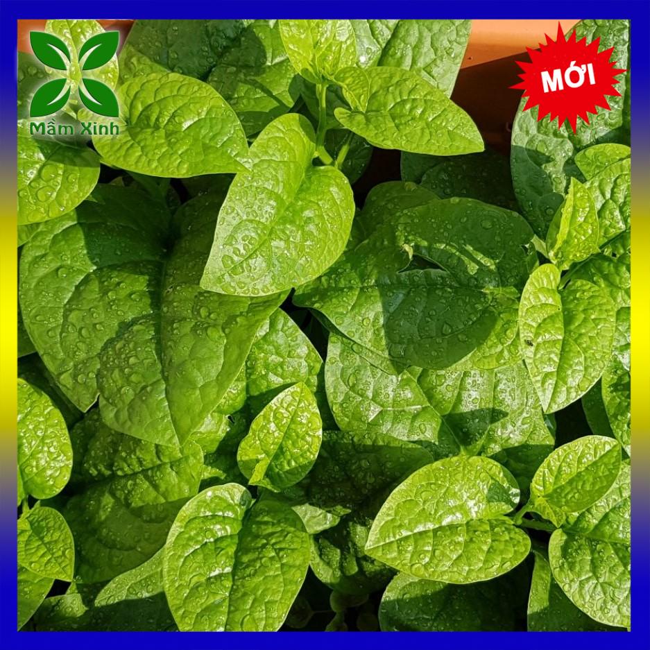 Hạt Giống Mồng Tơi Cao Sản Gói 50gr