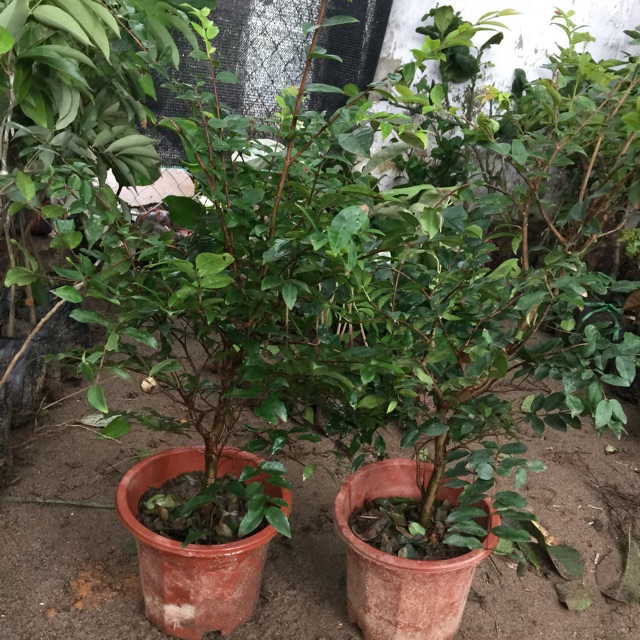 Cây giống Nho Thân Gỗ Tứ Quý