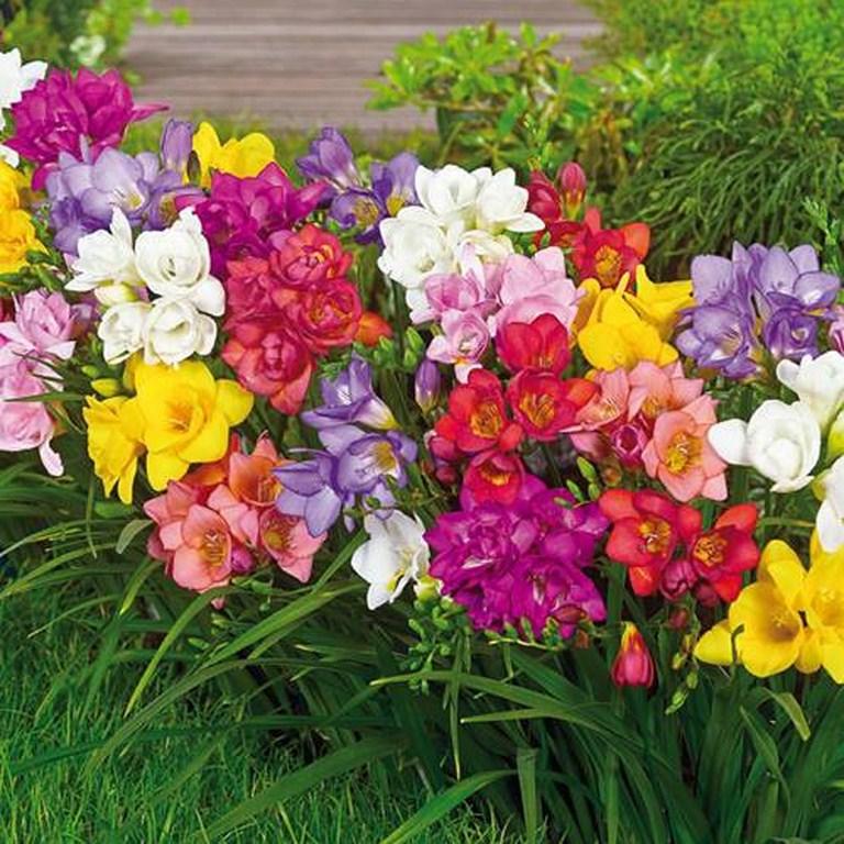 Củ lan nam phi nhiều màu -(Mua 5 tặng 1 củ )