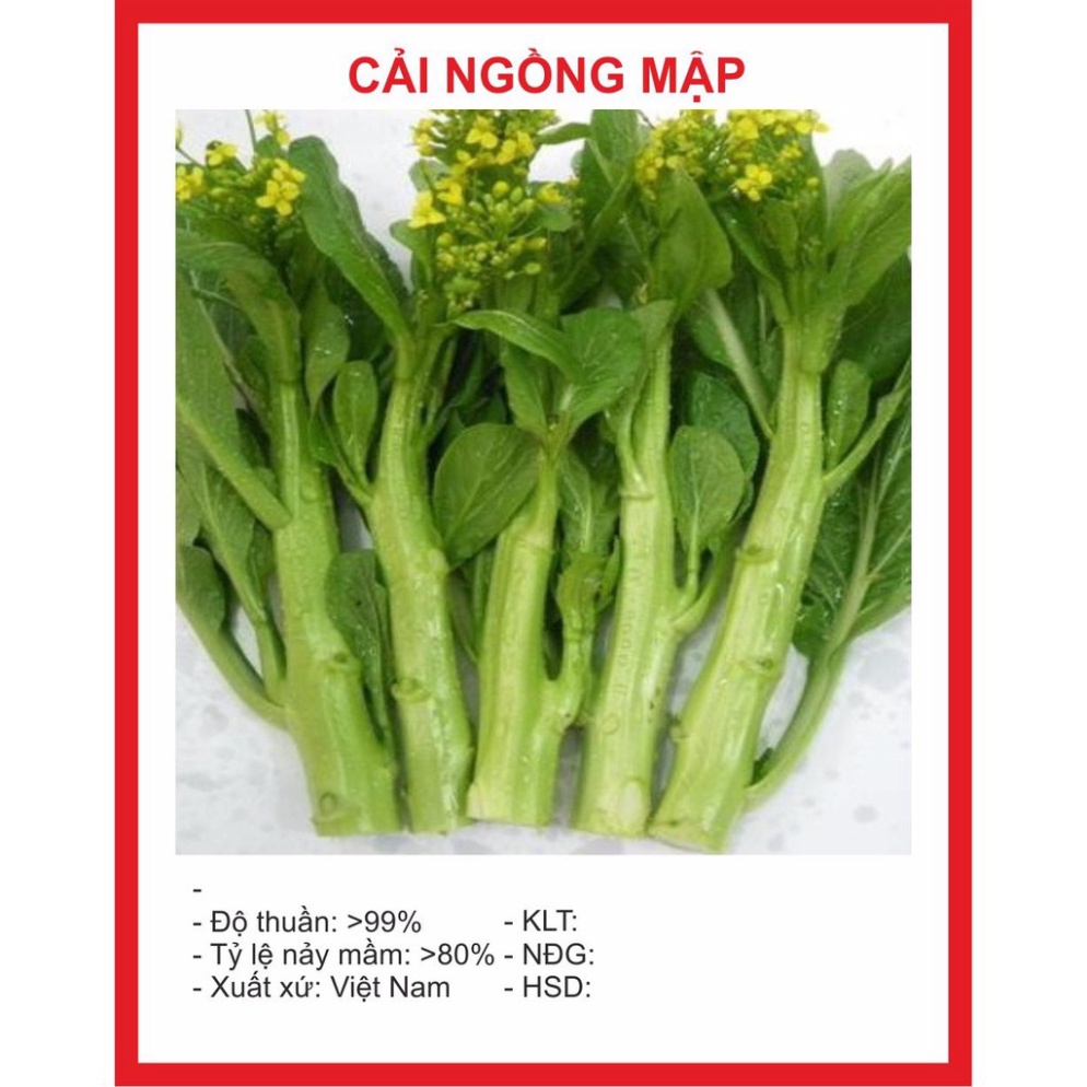 Hạt giống Cải Ngồng Mập 20gr